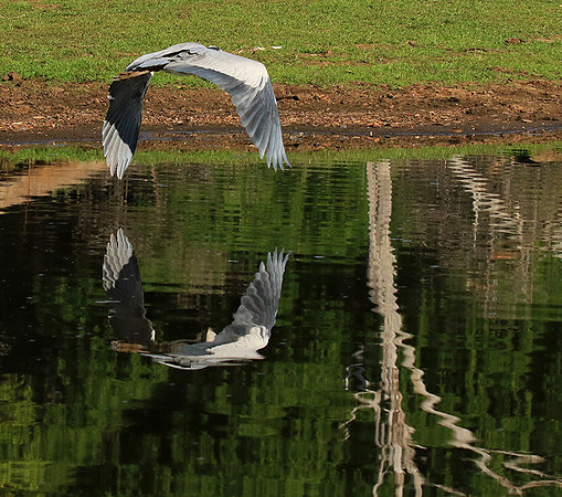 Grey heron - Malilangwe