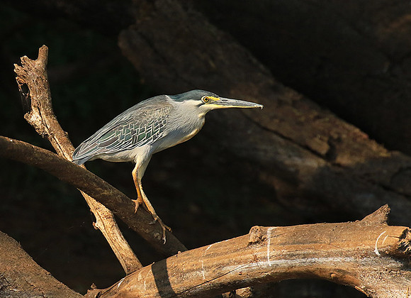 Green-backed heron - Malilangwe