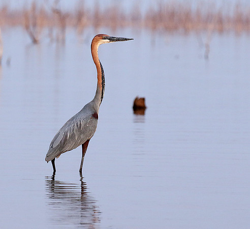 Goliath heron - Matusadona NP