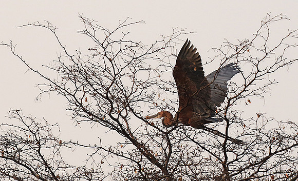 Goliath heron - Matusadona NP