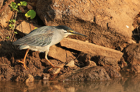 Green-backed heron - Malilangwe