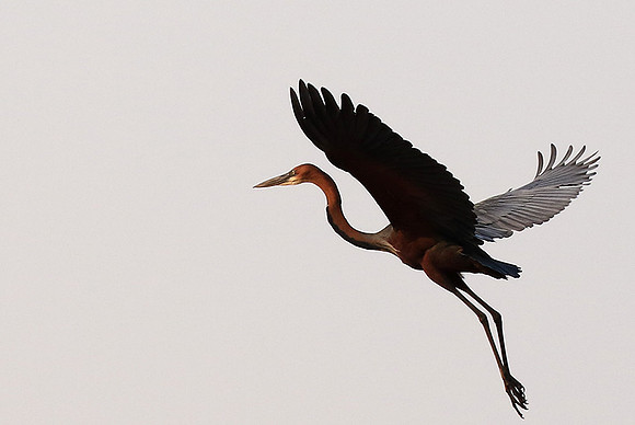 Goliath heron - Matusadona NP