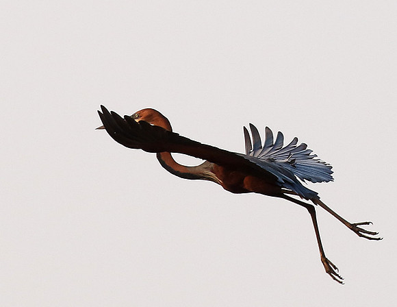 Goliath heron - Matusadona NP