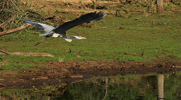 Grey heron - Malilangwe