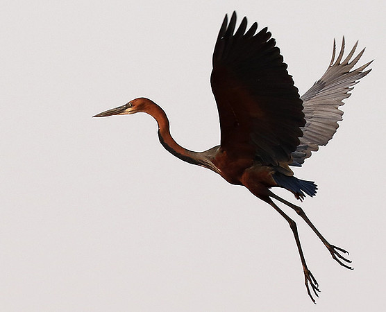 Goliath heron - Matusadona NP