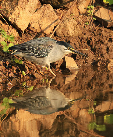 Green-backed heron - Malilangwe