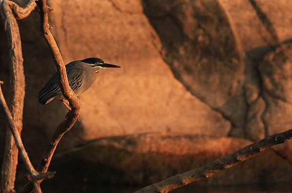 Green-backed heron - Malilangwe