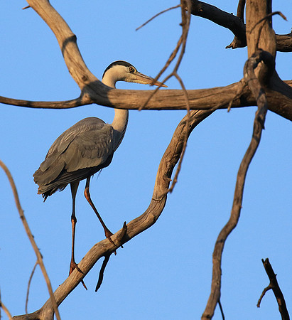 Grey heron - Malilangwe
