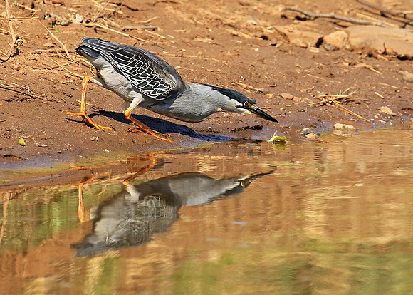 Green-backed heron - Malilangwe