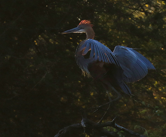 Goliath heron - Malilangwe wildlife reserve