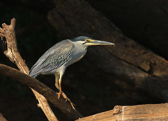 Green-backed heron - Malilangwe