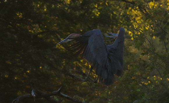 Goliath heron - Malilangwe