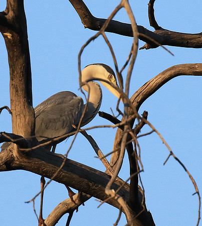 Grey heron - Malilangwe