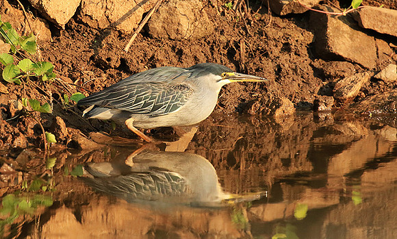 Green-backed heron - Malilangwe