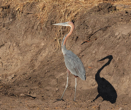 Goliath heron - Hwange NP