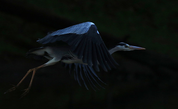Grey heron - Malilangwe