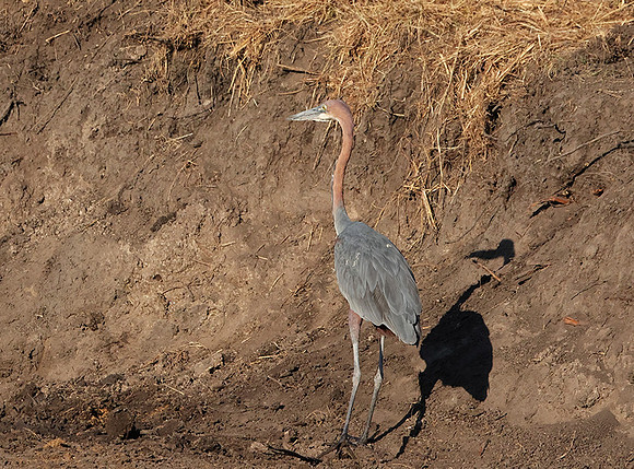 Goliath heron - Hwange NP