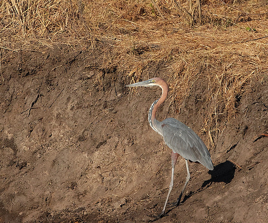 Goliath heron - Hwange NP