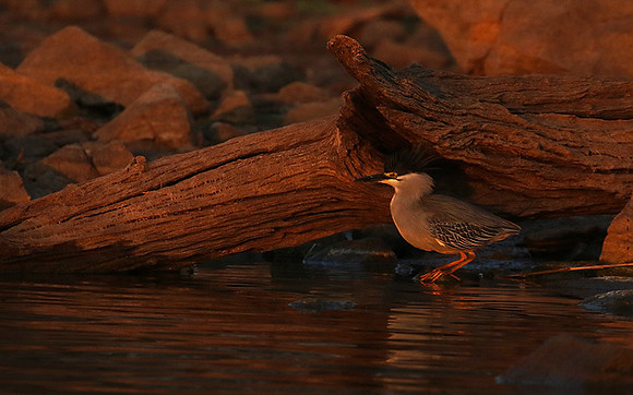 Green-backed heron - Malilangwe