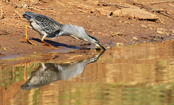 Green-backed heron - Malilangwe