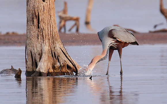 Goliath heron - Matusadona NP
