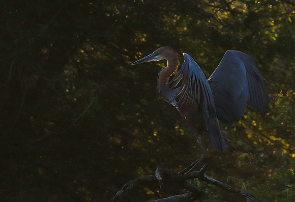 Goliath heron - Malilangwe