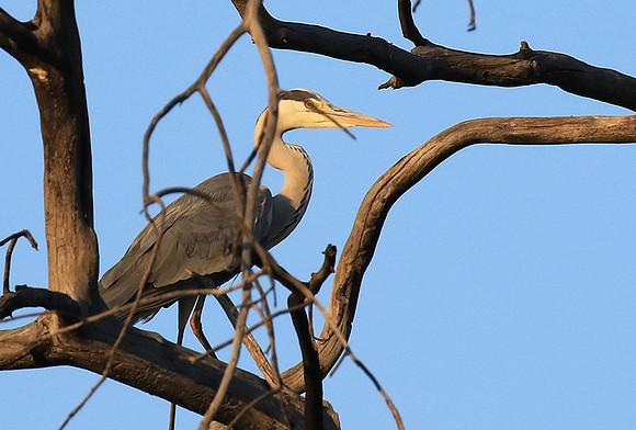Grey heron - Malilangwe