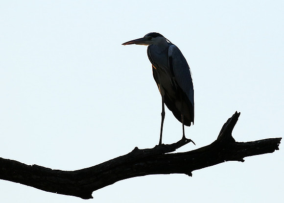 Grey heron - Malilangwe
