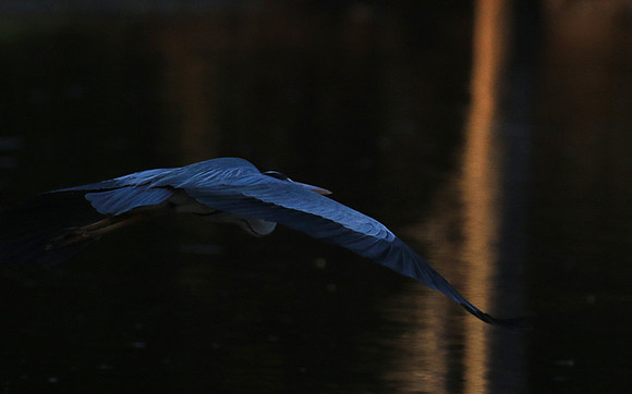 Grey heron - Malilangwe