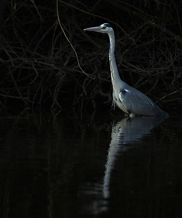 Grey heron - Malilangwe