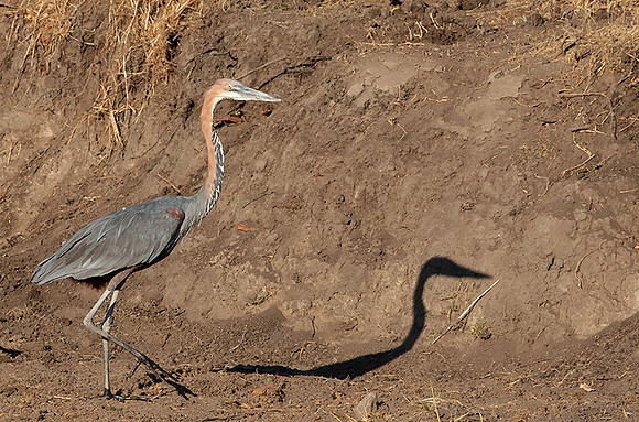 Goliath heron - Hwange NP