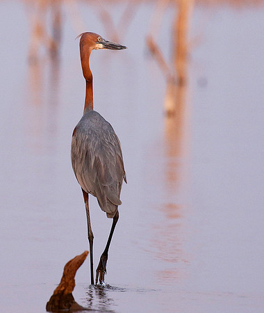 Goliath heron - Matusadona NP