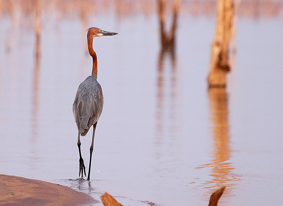 Goliath heron - Matusadona NP