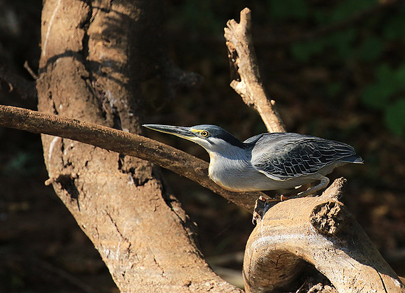 Green-backed heron - Malilangwe