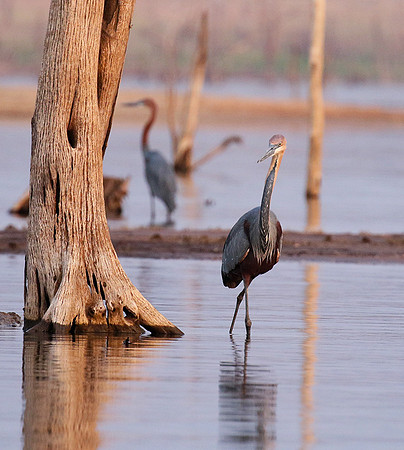 Goliath heron - Matusadona NP