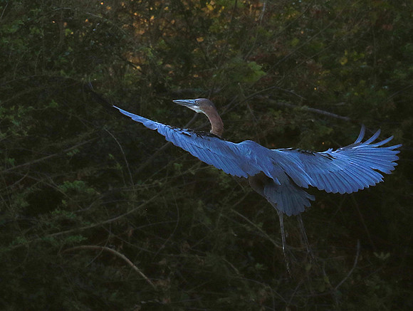 Goliath heron - Malilangwe