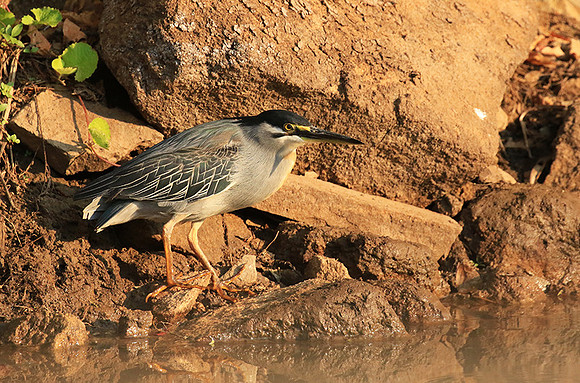 Green-backed heron - Malilangwe