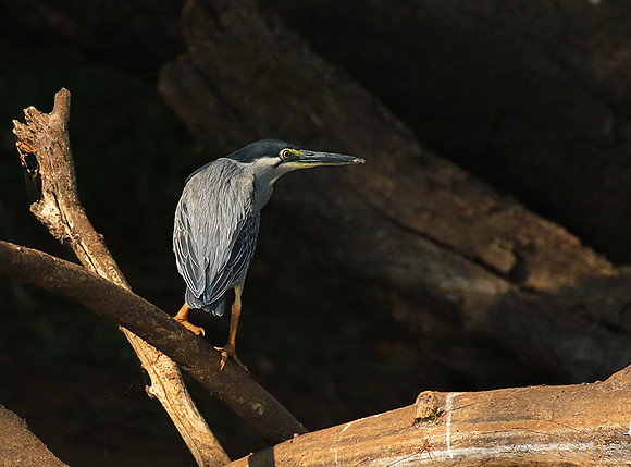 Green-backed heron - Malilangwe