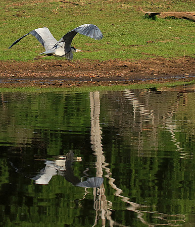 Grey heron - Malilangwe