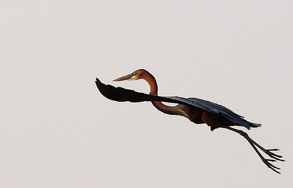 Goliath heron - Matusadona NP