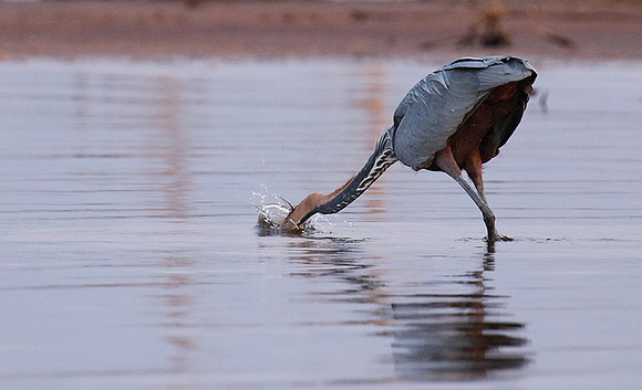 Goliath heron - Matusadona NP