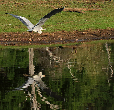 Grey heron - Malilangwe