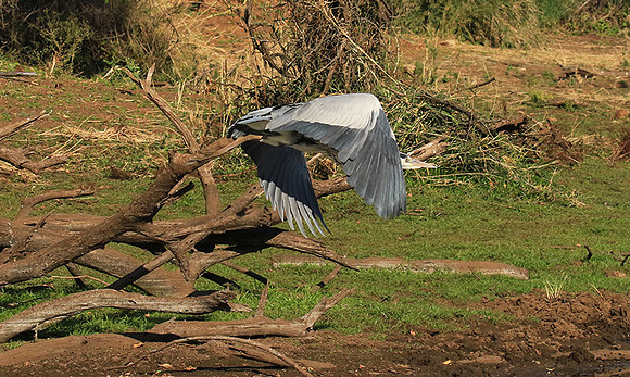 Grey heron - Malilangwe
