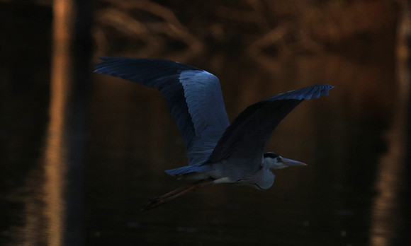 Grey heron - Malilangwe