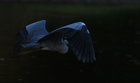 Grey heron - Malilangwe