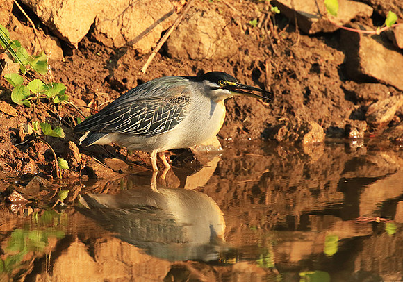 Green-backed heron - Malilangwe
