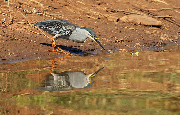 Green-backed heron - Malilangwe