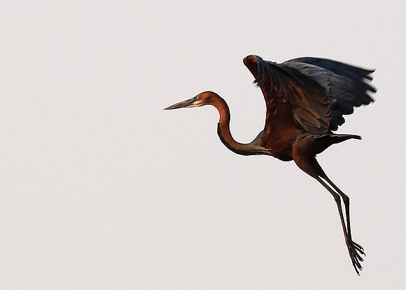 Goliath heron - Matusadona NP