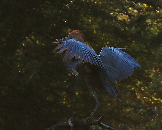 Goliath heron - Malilangwe wildlife reserve