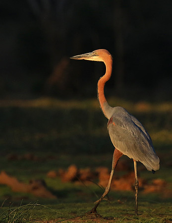 Goliath heron - Malilangwe